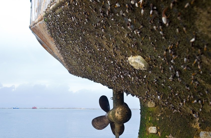 Ship biofouling